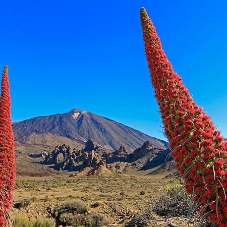 Jardines Del Teide Appartamento Puerto de la Cruz  Esterno foto