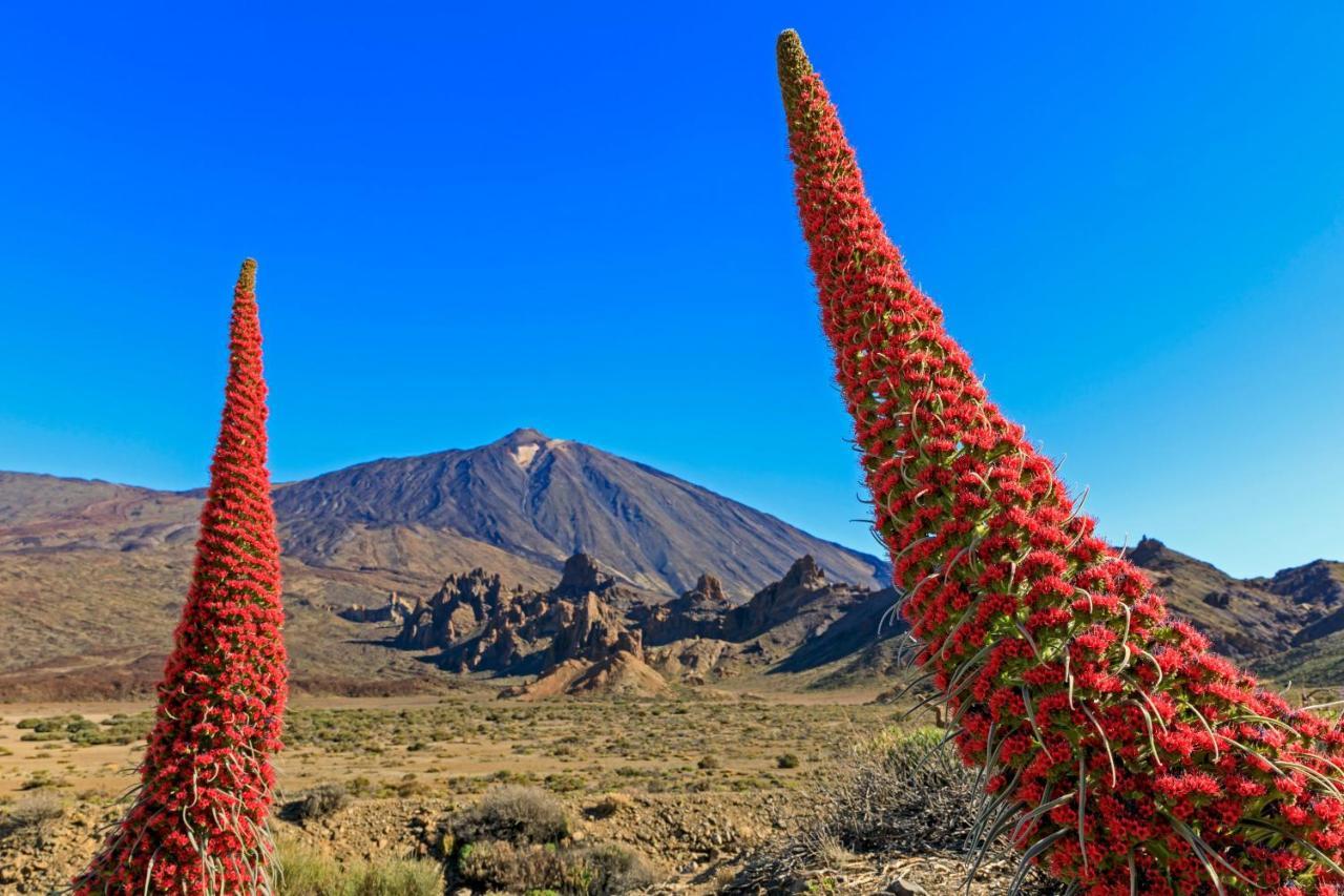 Jardines Del Teide Appartamento Puerto de la Cruz  Esterno foto